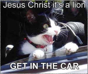 jesus_christ_its_a_lion.jpg