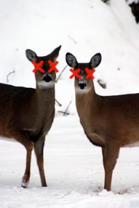 two-deer.jpg