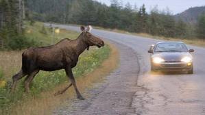 Moose.jpg