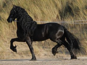 friesian-horse.jpg