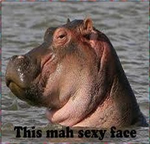 hippo8.jpg
