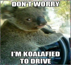 Koala Driver.jpg