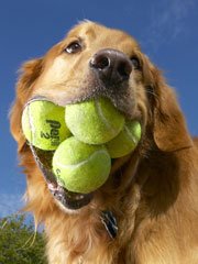 dog-and-tennis-balls.jpg
