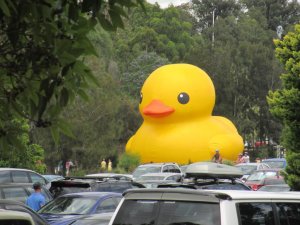 rubber duckie 017.jpg