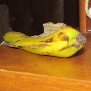 Banana 003.JPG