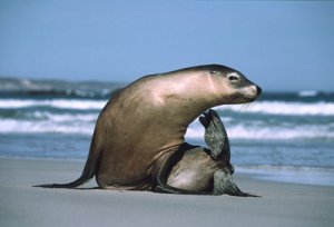 seal-1.jpg