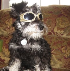 066Doggles.jpg
