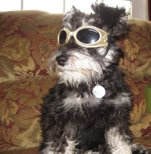 033Doggles.jpg