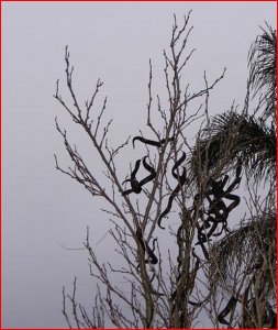 snakes in the tree.jpg