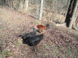 BUCK AND THE GIRLS 007.jpg