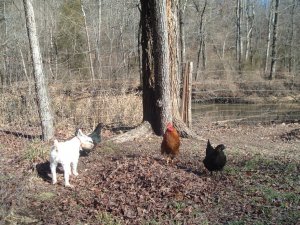 BUCK AND THE GIRLS 009.jpg BUCK AND THE GIRLS 009.jpg