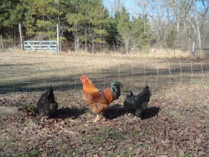 BUCK AND THE GIRLS 021.jpg BUCK AND THE GIRLS 021.jpg
