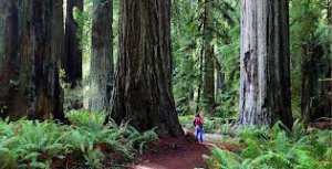 Rewwood national park.jpg