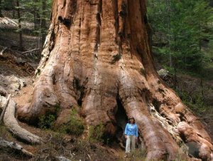 giant-redwood-tree-in-mariposa-yosemite-los-angeles.jpg