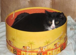 Cat in the Box 002.JPG
