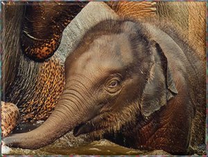 baby elephant.jpg baby elephant.jpg