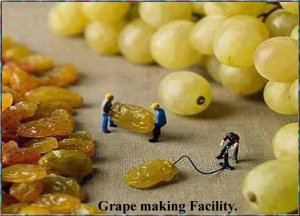 grapes.jpg
