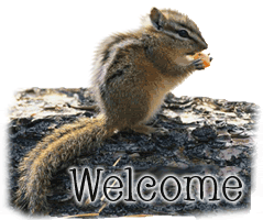 ChipmunkWelcme.gif