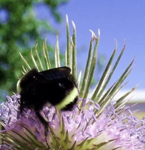 my first bumblebee.jpg