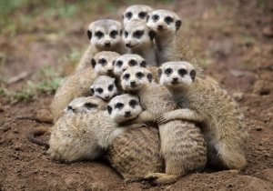 group hug meerkats.jpg