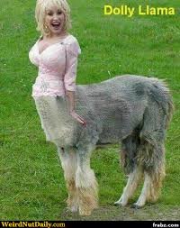 dolly llama.jpg