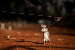 rat-string_1756300i.jpg