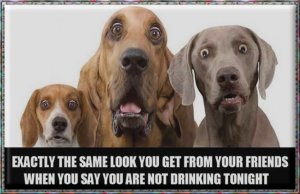 Alcohol Dogs.jpg
