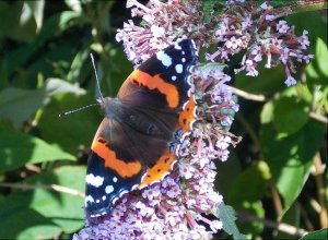 butterfly1.jpg