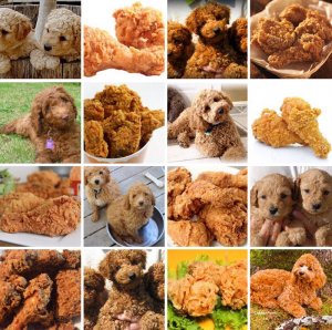 dog-food-comparison4.jpg