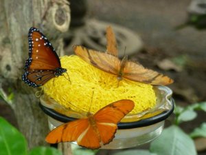 3 butterflies rezized.jpg