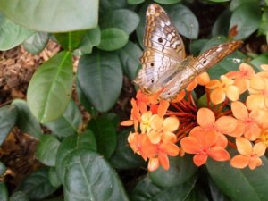 butterfly resized1.jpg