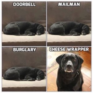 guard dog.JPG