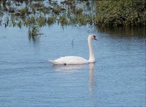 swan.jpg swan.jpg