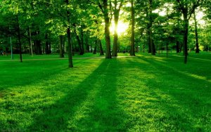 a greenery.jpg