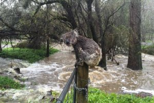 koala up a gum tree not.JPG