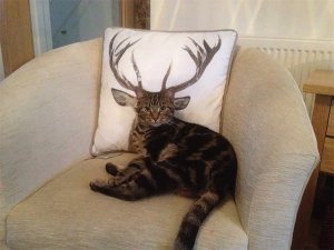 cat pillow.jpg