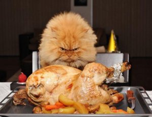 cat turkey.jpg