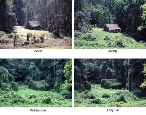 4seasons_Kudzu.jpg