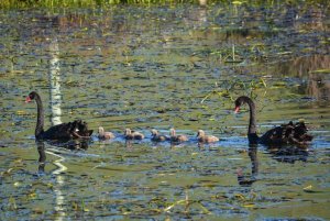 black swans.jpg