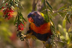 lorikeet feeding.jpg