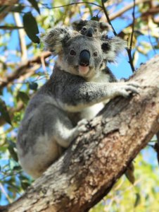 koala and joey.jpg