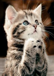 a kitten praying.jpg