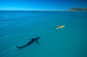 jaws moment.JPG