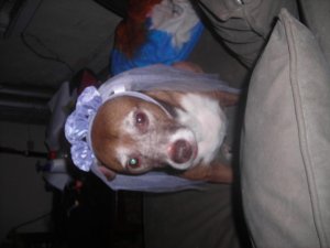 New dog and halloween 009.jpg
