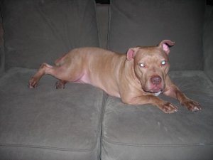 New dog and halloween 001.jpg