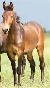 mule1.jpg