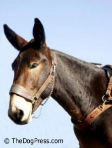mule2.jpg