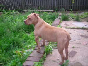 dog bath 015.jpg