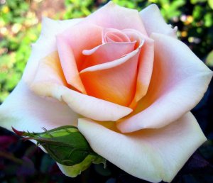 mm rose.jpg