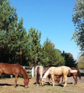 Tara feeding with the herd.jpg Tara feeding with the herd.jpg